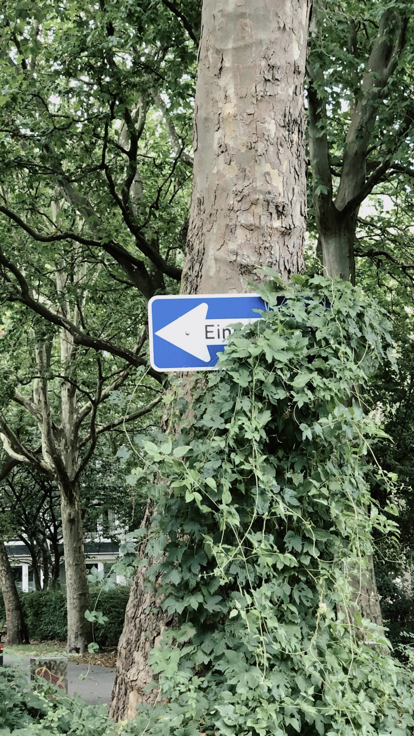Zugewachsenes Straßenschild